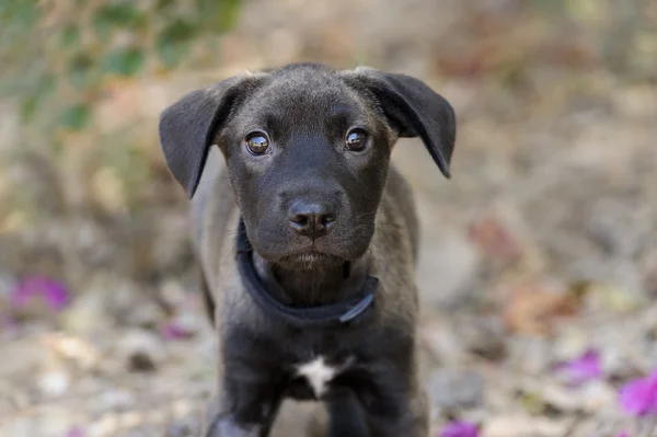 Cão curioso bonito — Fotografia de Stock