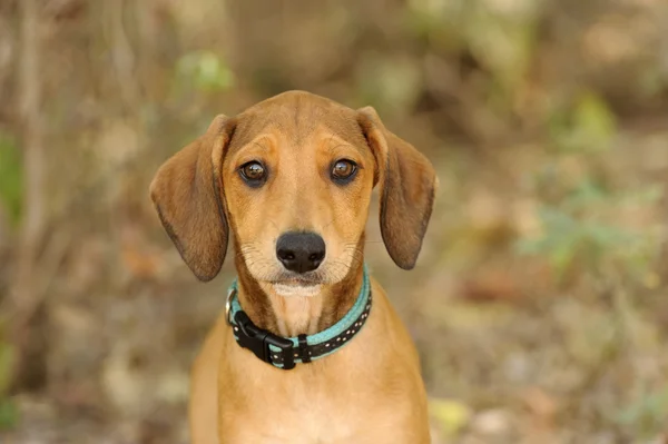 好奇心が強い犬かわいい — ストック写真