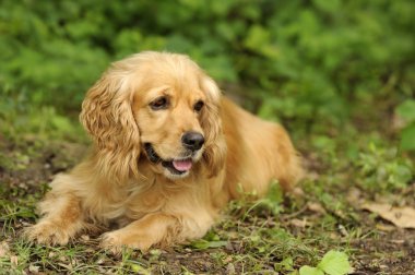 Sevimli köpek yavru horoz İspanyol