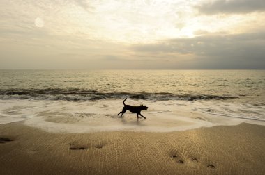 Köpek Beach koşu