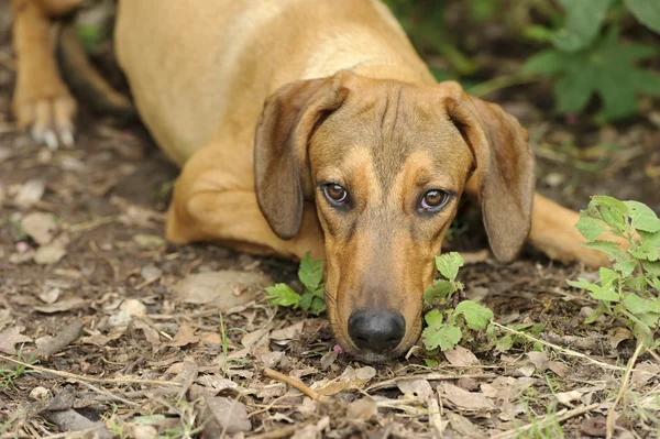 Hond natuur Hound — Stockfoto