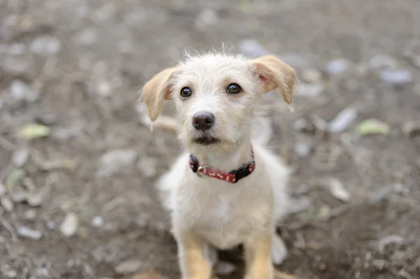 Puppy Cute Dog — Stock Photo, Image