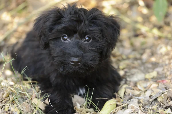 Cute Puppy Black — Stock Photo, Image