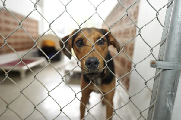 Tierheimhund ffce — Stockfoto