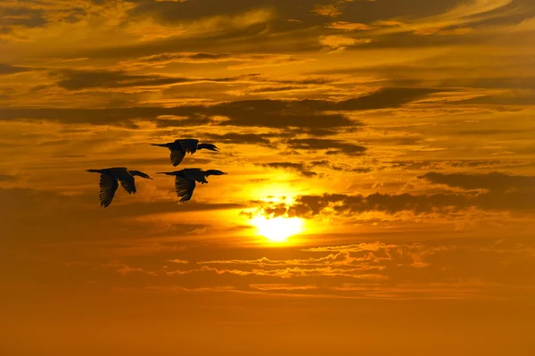 Fåglar som flyger siluett — Stockfoto