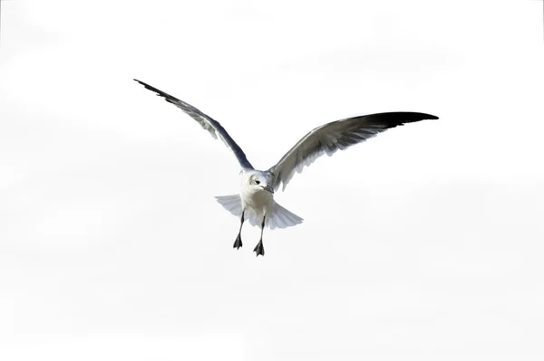 Bird Flying Isolated — Stock Photo, Image