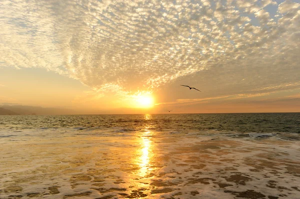 Oceaan zonsondergang vogels — Stockfoto