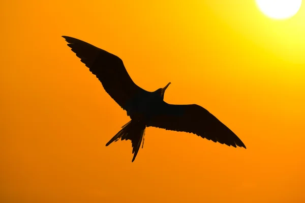 Vogelsilhouettenflug — Stockfoto