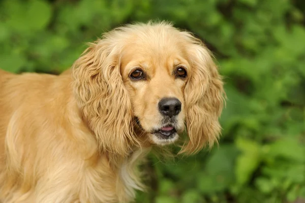 Cocker Spaniel Hund — Stockfoto