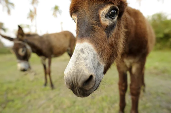 Cara de burro Primer plano — Foto de Stock