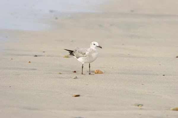 Gabbiano sulla spiaggia — Foto Stock