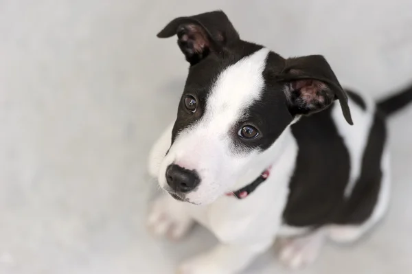 Curious Dog Puppy — Stock Photo, Image