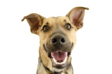 Mutlu köpek üzerinde beyaz izole
