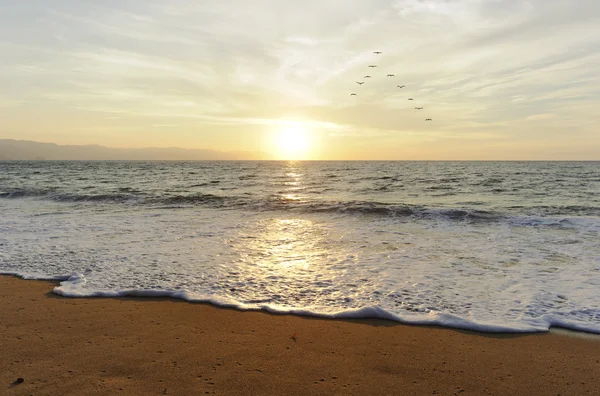 Oceaan zonsondergang vogels — Stockfoto