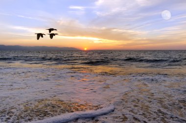 Okyanusu günbatımı kuşlar siluet