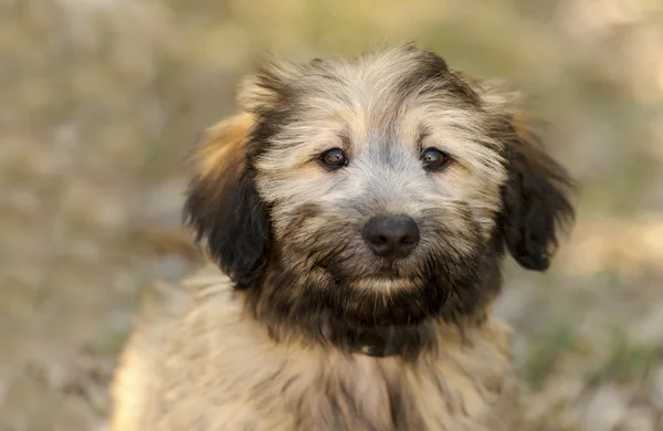 Lindo cachorro esponjoso — Foto de Stock