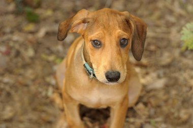 sevimli köpek arıyorum