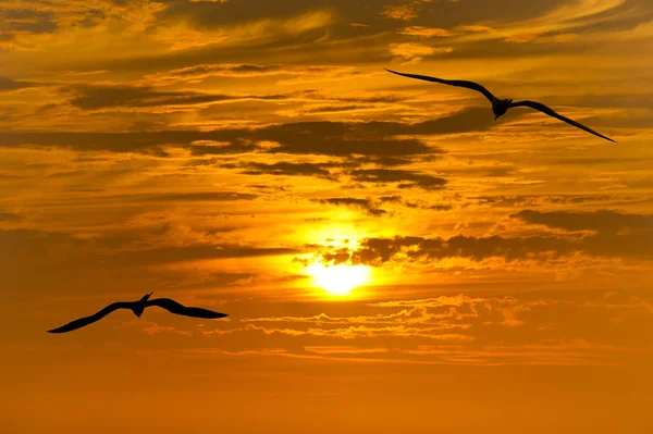 Fåglar som flyger siluett — Stockfoto