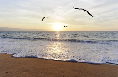 Kuşlar okyanus uçan