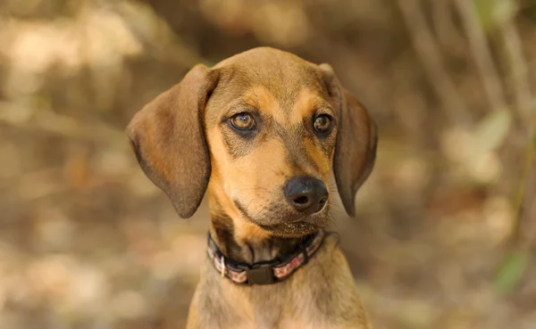 Linda cara de cachorro — Foto de Stock