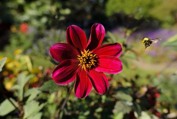 Flor voladora de abeja — Foto de Stock