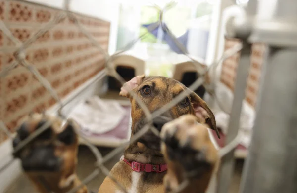 避難所の犬の採用 — ストック写真