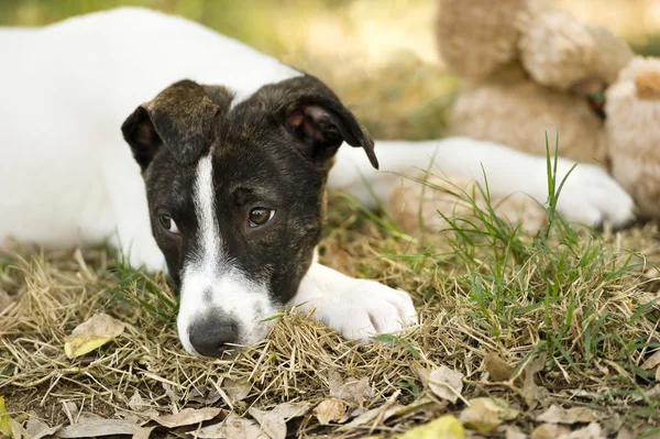 Trieste puppy hond — Stockfoto