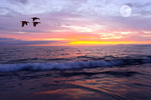 Océano Sunset Birds — Foto de Stock