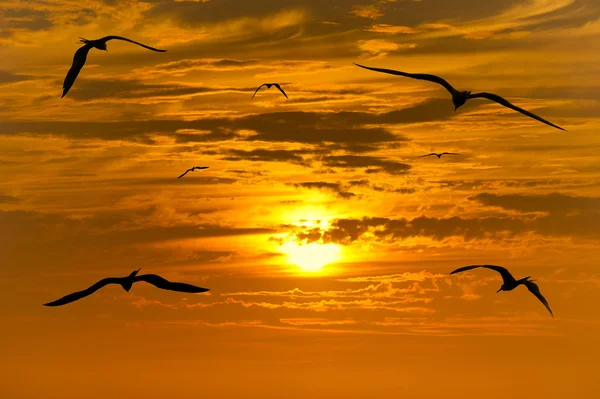 Siluety ptáků migrace — Stock fotografie