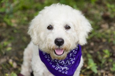 Mutlu köpek gülümsüyor