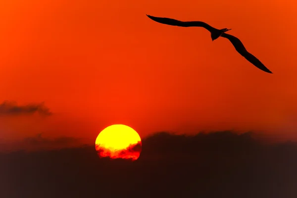 Vögel isolierte Silhouette — Stockfoto