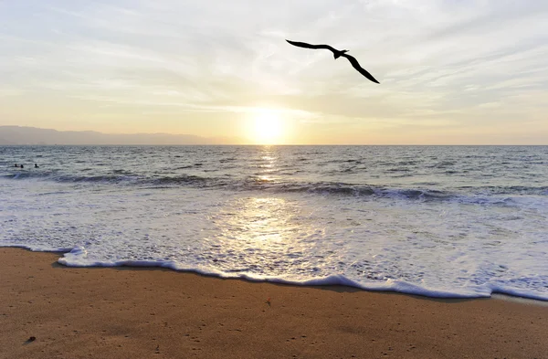 Ocean Bird Silhouette