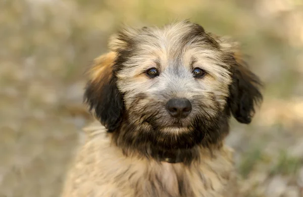 Sevimli köpek arıyorum — Stok fotoğraf