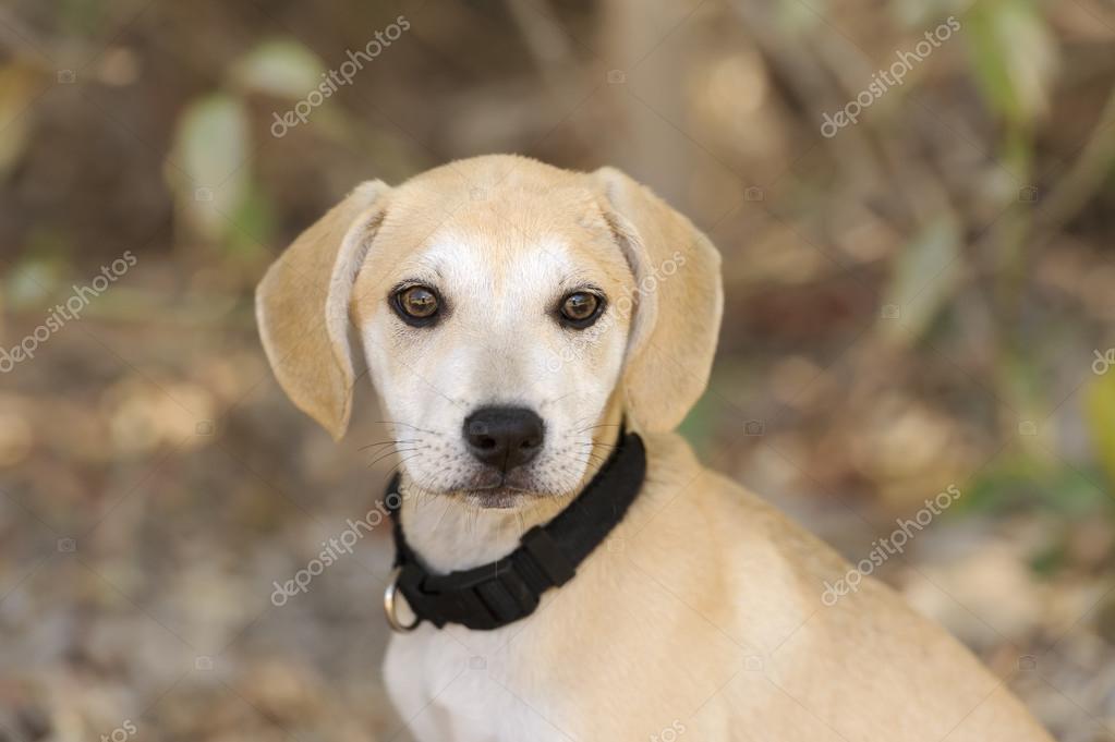 Chiot Mignon à La Recherche Photographie Mexitographer