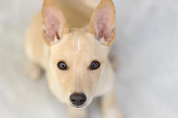 Lindo cachorro mirando hacia arriba — Foto de Stock