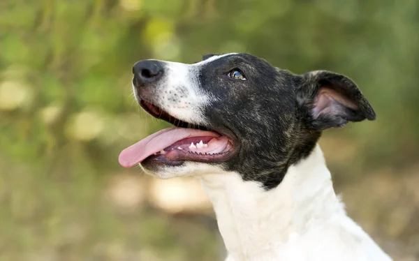 Dog Happy Face — Stock Photo, Image