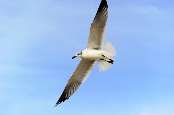 Seagull flygande vingar — Stockfoto