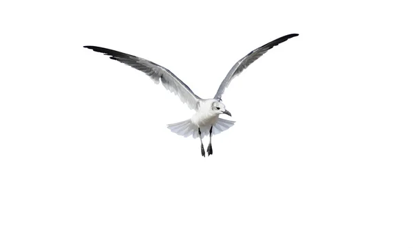 Bird Isolated on White — Stock Photo, Image