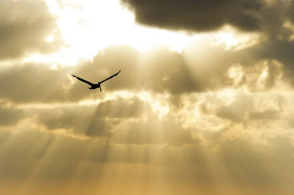 Silhueta de pássaro voando — Fotografia de Stock