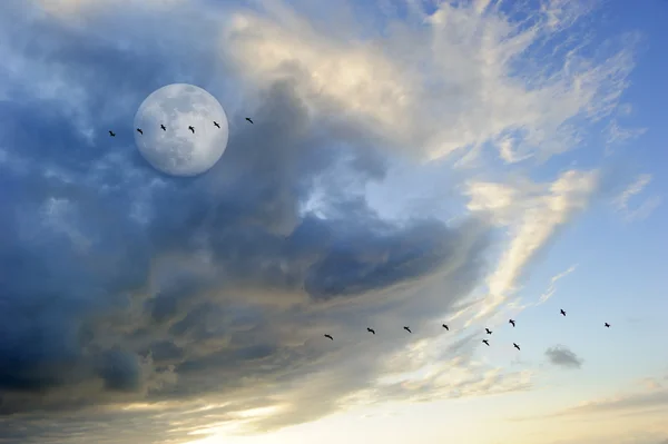 Vogels silhouetten maan — Stockfoto