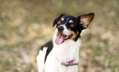 mutlu köpek gülüyor