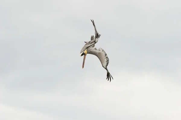 Pelican Diving Flying — Stock Photo, Image