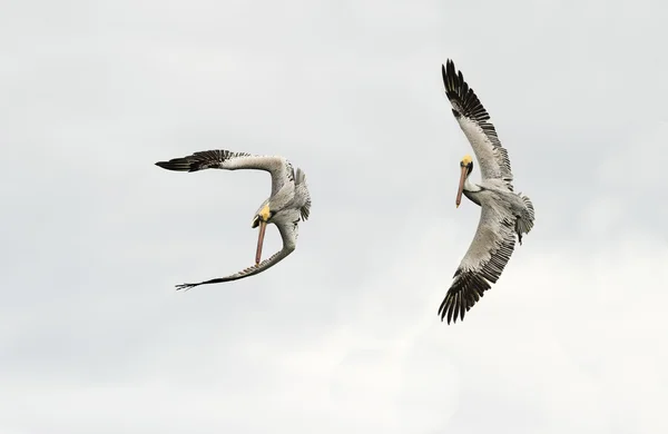 Pelikany rozprzestrzeniania skrzydła — Zdjęcie stockowe
