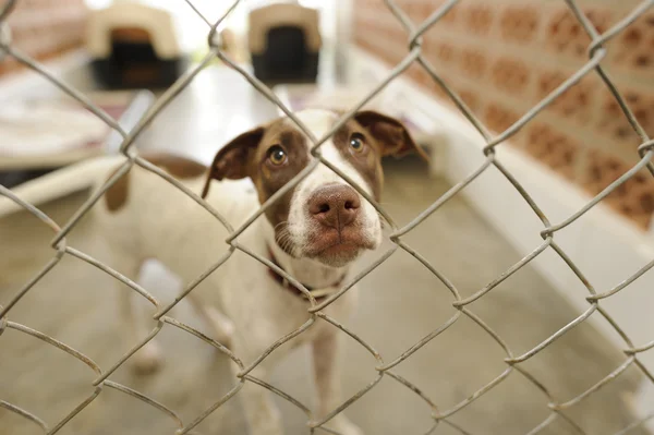 Refugio Rescate de perros — Foto de Stock