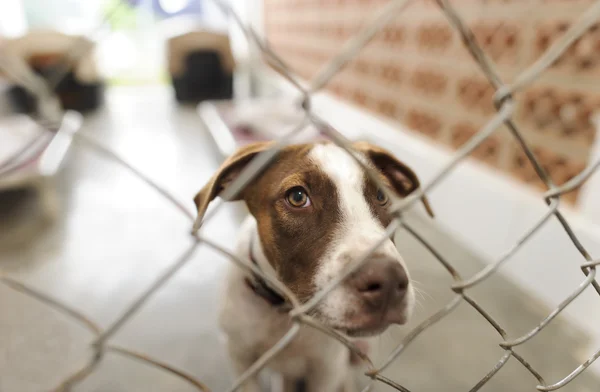 Valla de perro refugio — Foto de Stock