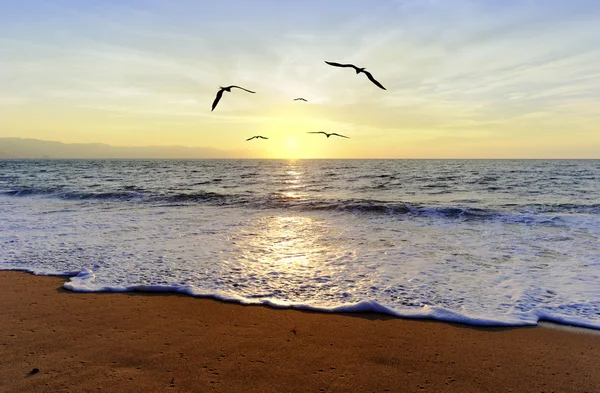 Океан захід сонця птахів — стокове фото