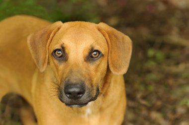 Meraklı köpek arıyorum