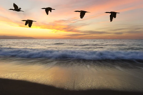 Vögel Silhouetten fliegen — Stockfoto