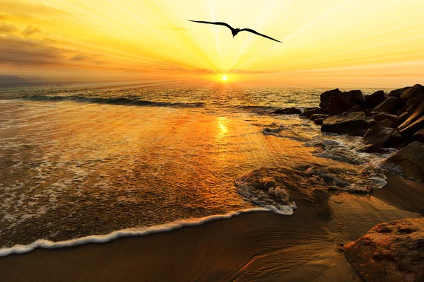 Silueta de pájaro puesta del sol océano — Foto de Stock