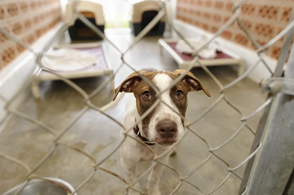 Tierheim-Hund adoptiert — Stockfoto